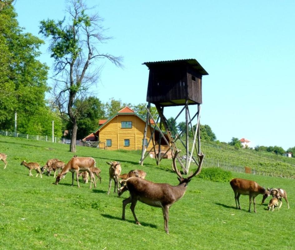 Ka Sveti Martin * Sveti Martin Na Muri